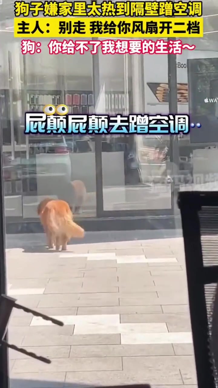 狗子嫌弃家里太热到隔壁蹭空调