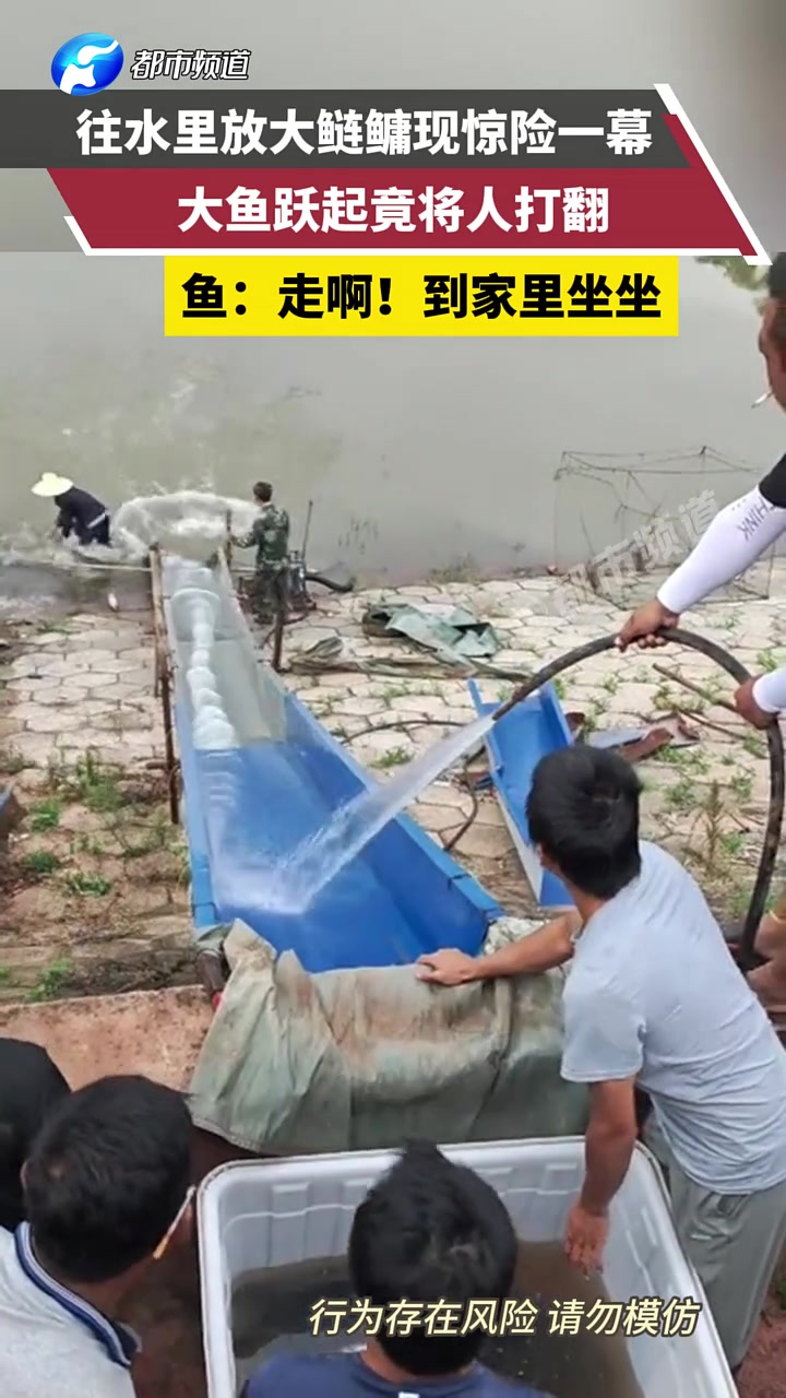往水里放大鲢鳙，大鱼竟跃起来打人