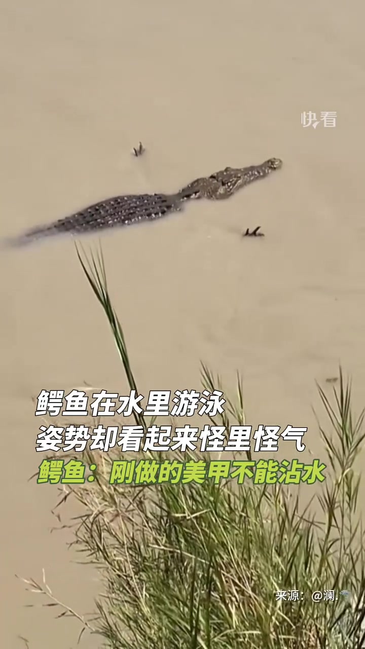 鳄鱼在水里游泳，怎么姿势看起来怪里怪气的！