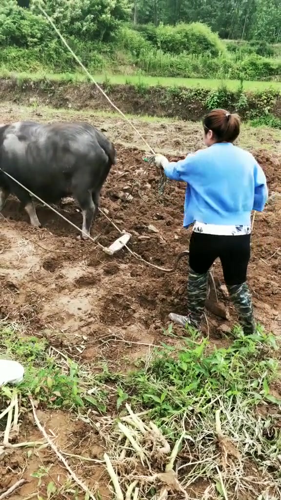 牛干活也认人