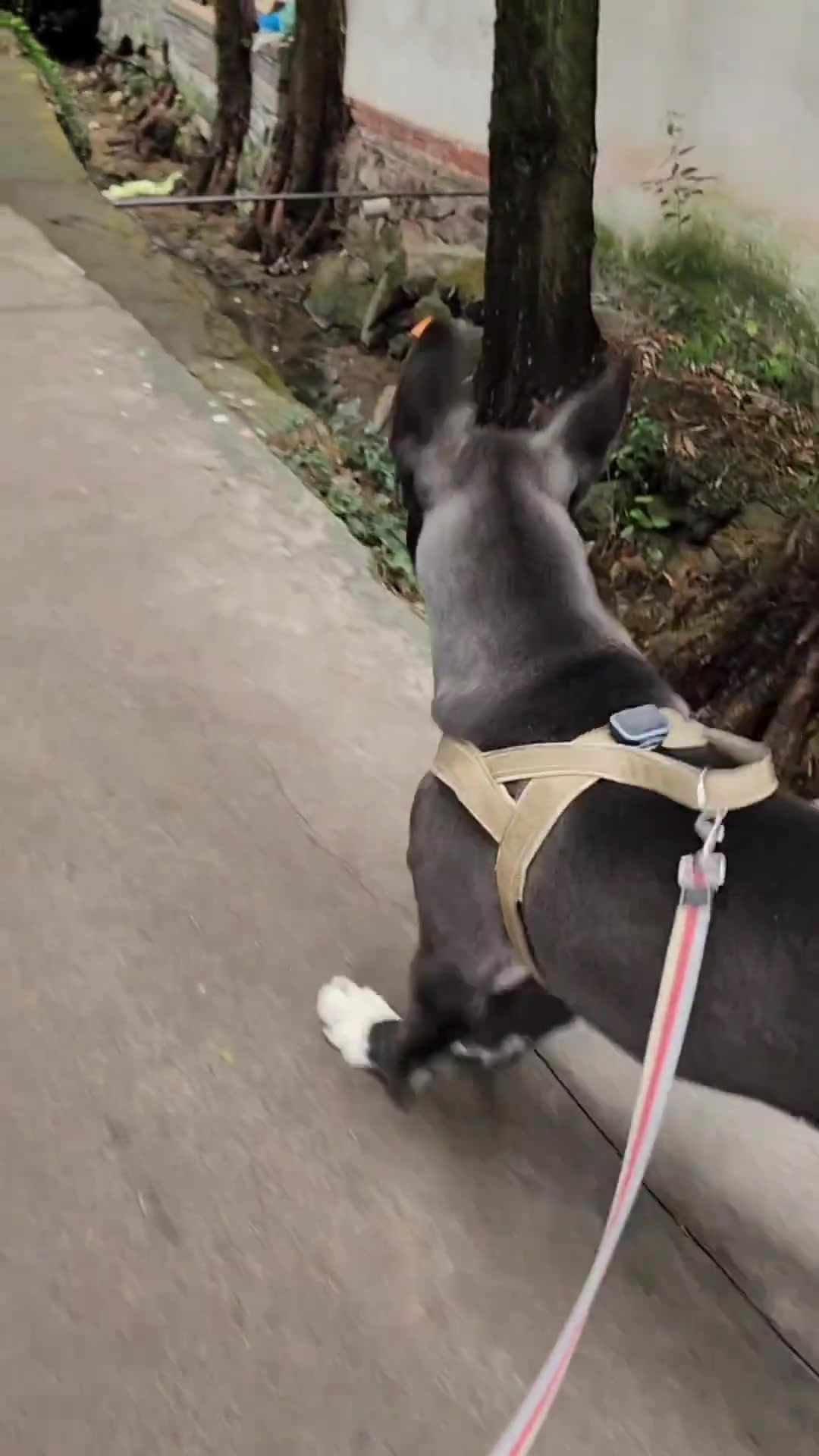 前脚是不会走吗，蹦跶蹦跶的