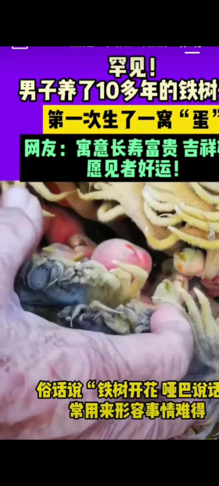 养了10多年的铁树第一次生了一窝“蛋”