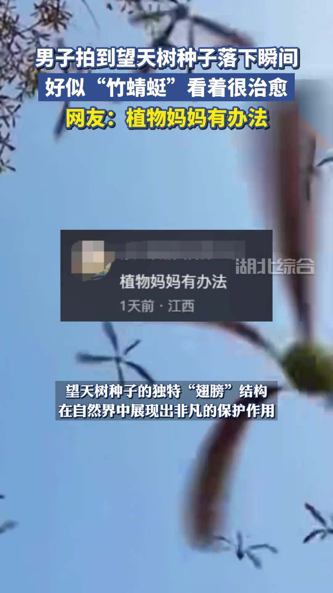 男子拍到望天树种子落下瞬间，好似“竹蜻蜓”看着很治愈