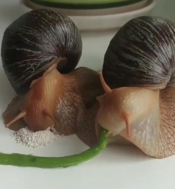 蜗牛进食的方式，以防你们没见过
