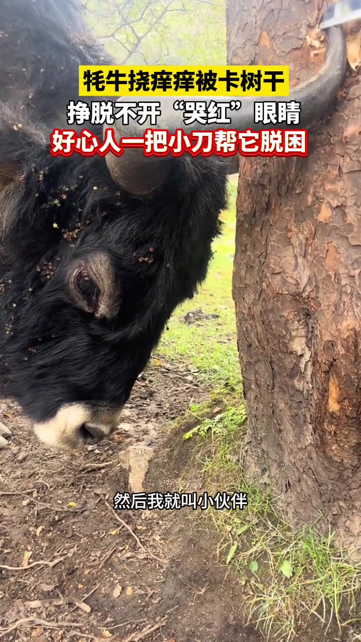 被水果刀救了！牦牛被卡树干，挣脱不开直流眼泪！