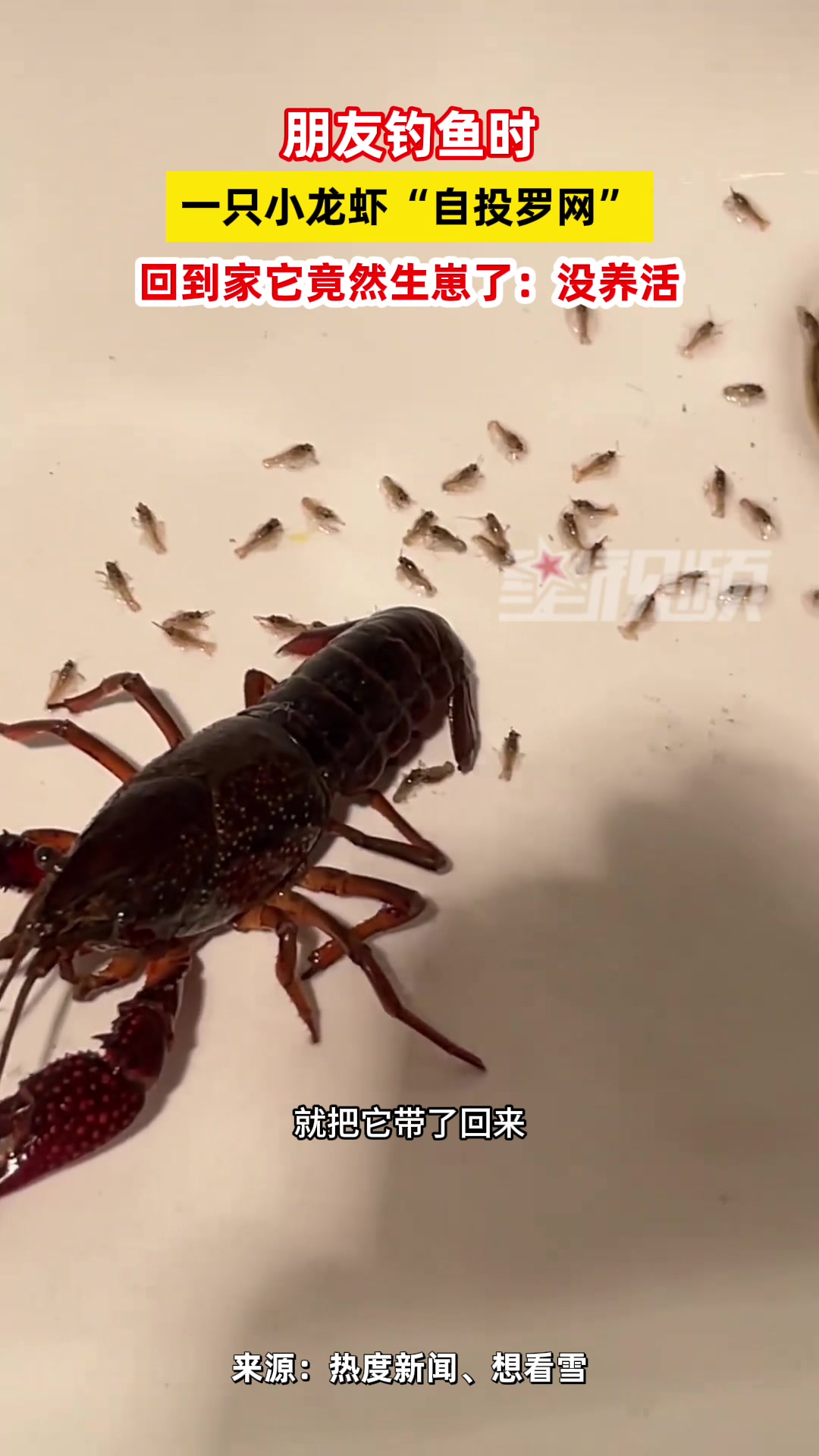 可惜都死了！钓鱼时抓的小龙虾回家竟然生崽了！