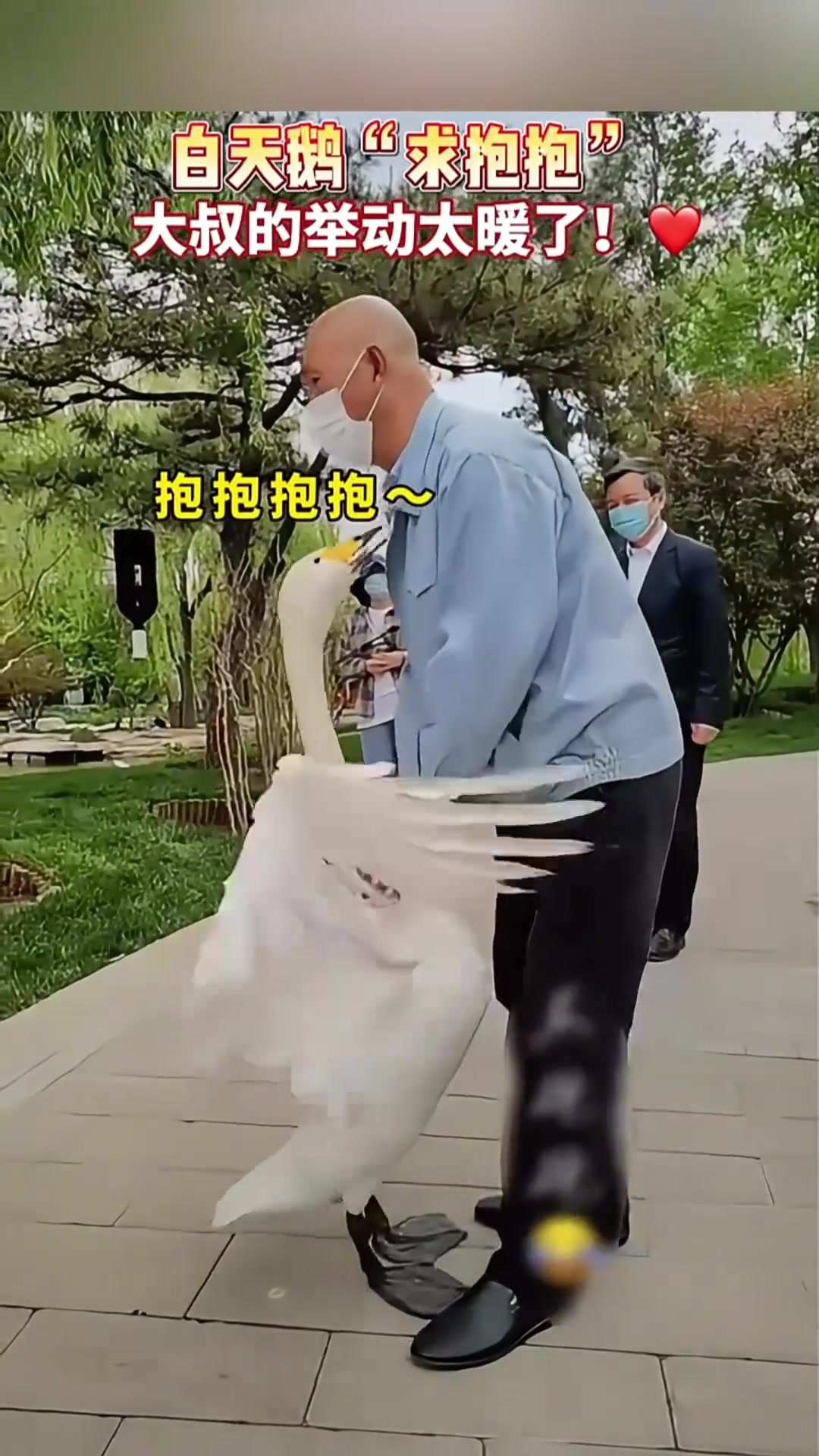 白天鹅“求抱抱”太暖了