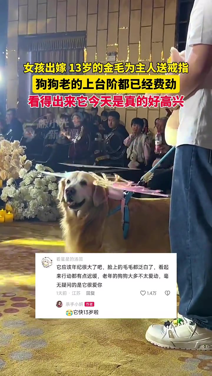 女子出嫁，13岁金毛为主人送戒指