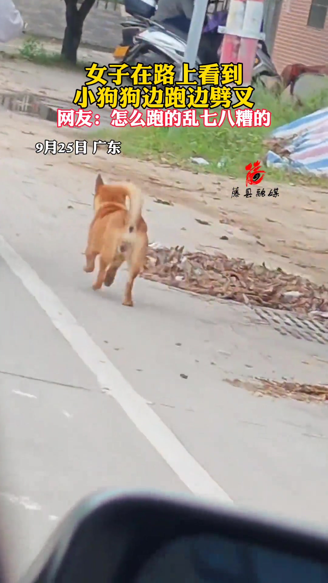 女子在路上看到小狗狗边跑边劈叉网友：怎么跑的乱七八糟的