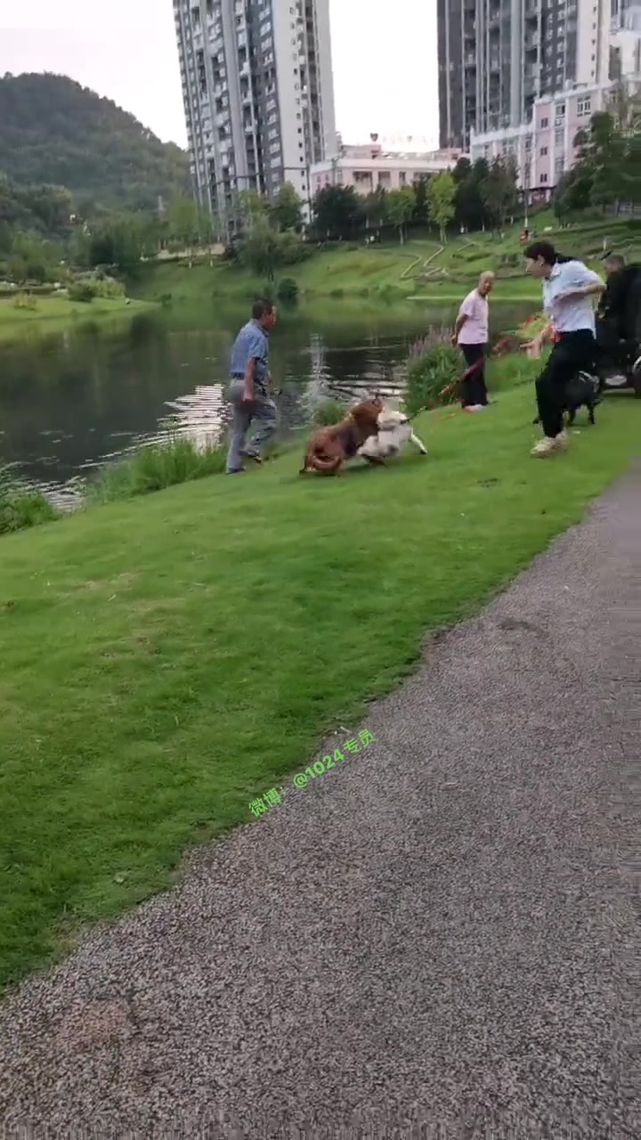 吓人！遛狗没牵绳，见到其他狗子突然冲上去袭击