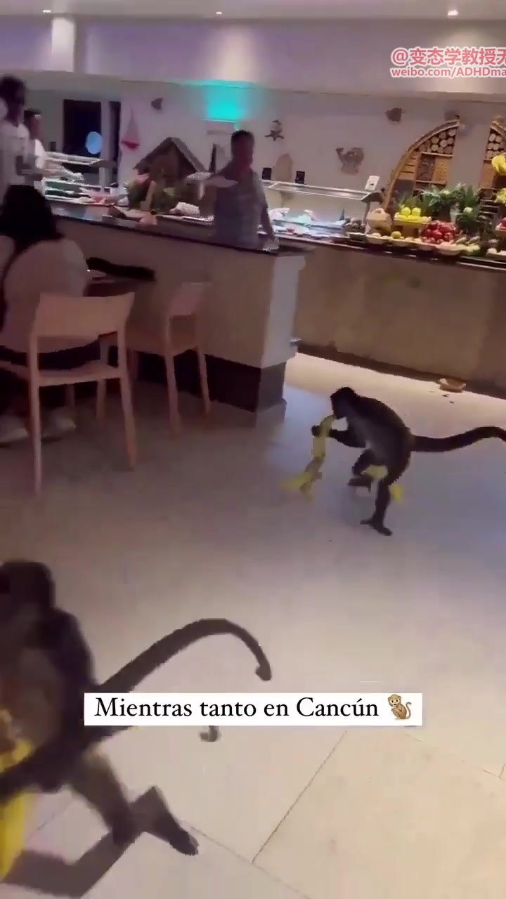 猴哥！我听说这是家自助餐厅，咱自己拿点吃没问题吧