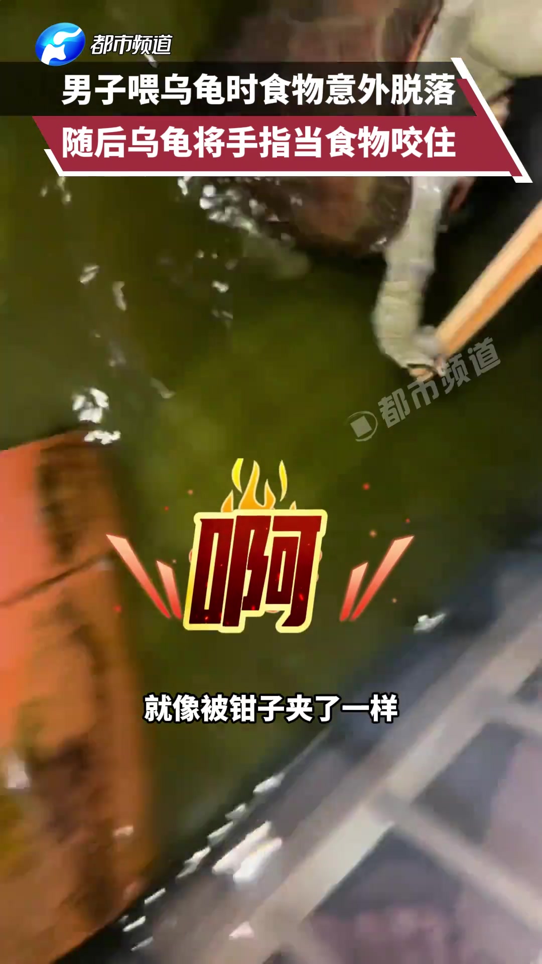 乌龟：主人又来投喂了，这次是新鲜的螺....手指，啊