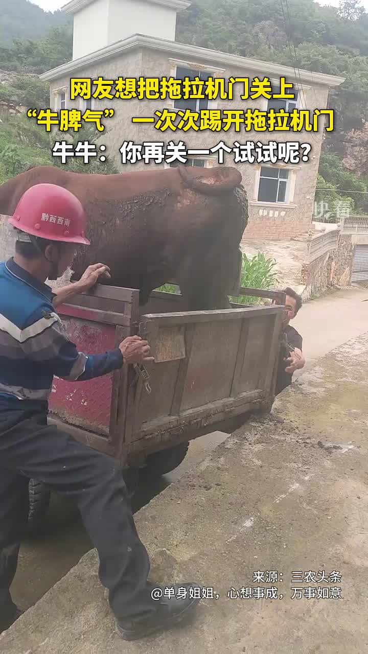 现在算是明白“牛脾气”是什么意思了，确实是倔啊