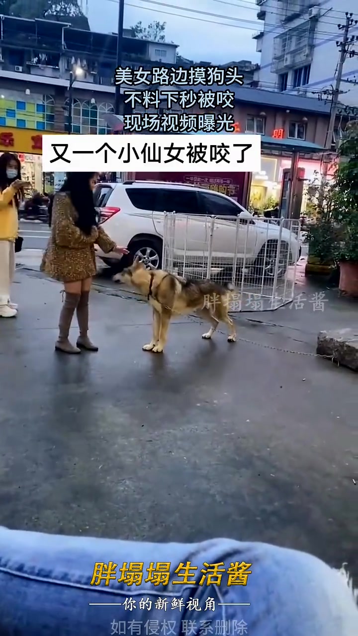 街上的狗子还是不要乱摸啊，看着可爱，真来一口可麻烦了