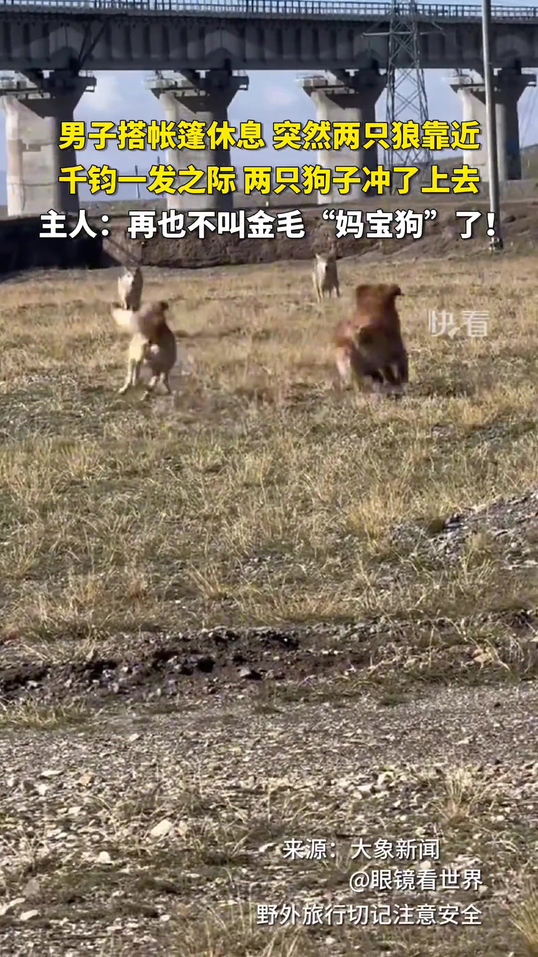 金毛：看谁以后还敢叫我妈宝狗