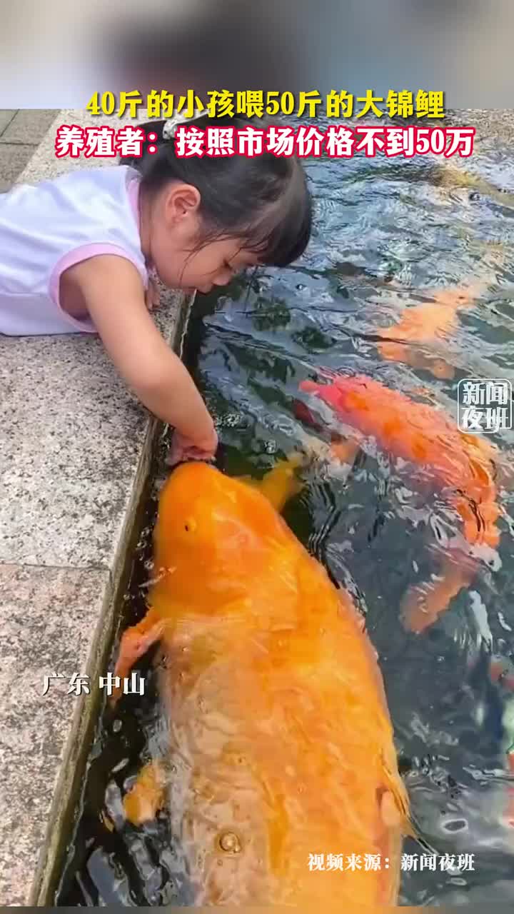 这大鲤鱼值50w吗，太离谱了吧！！