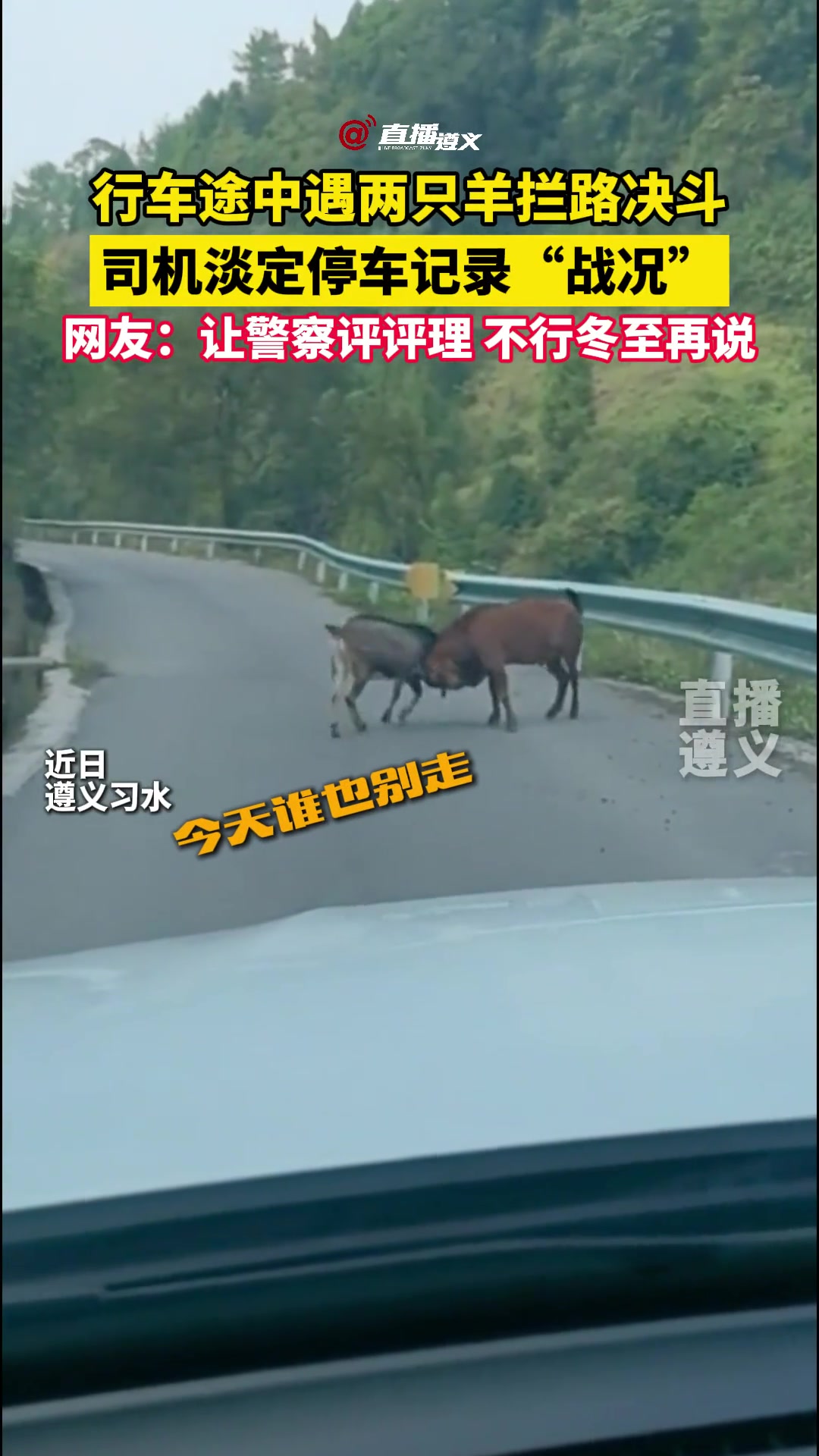 行车途中遇两只羊决斗，司机淡定停车记录“战况”
