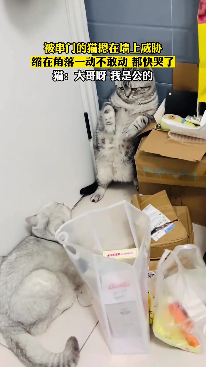 被串门的猫摁在墙上威胁