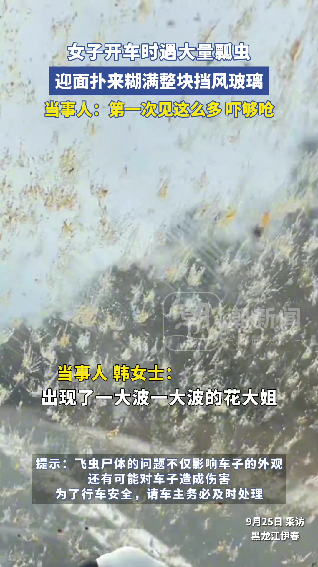 女子开车时遇大量瓢虫，迎面扑来糊满整块挡风玻璃