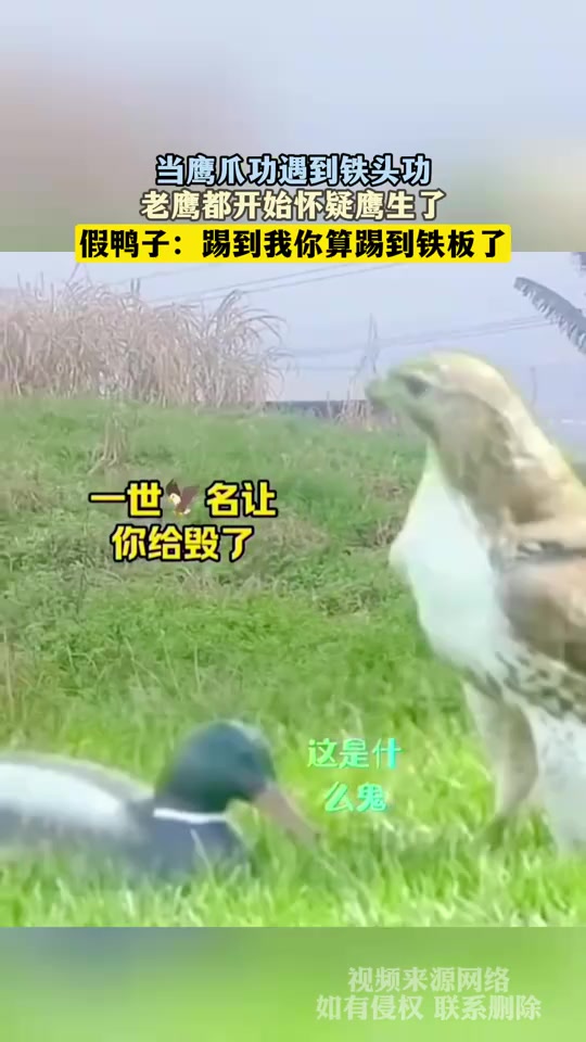 当鹰爪功遇到铁头功，老鹰都开始怀疑鹰生了