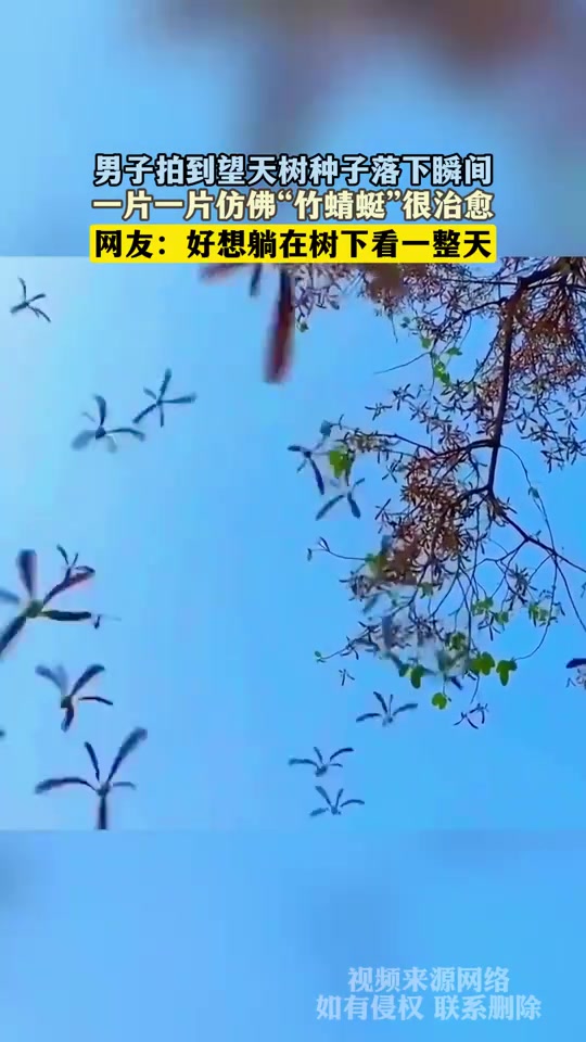 男子拍到望天树种子落下瞬间，一片一片仿佛“竹蜻蜓”很治愈