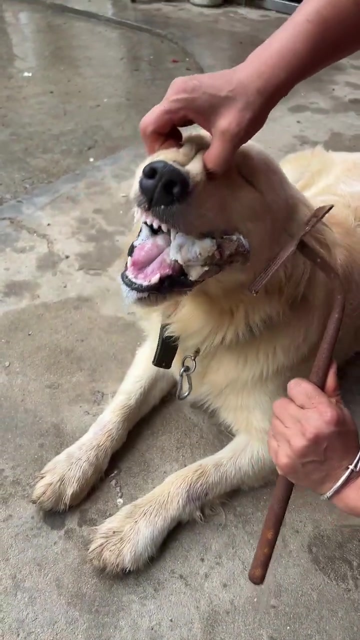 狗狗遇到聪明主人了
