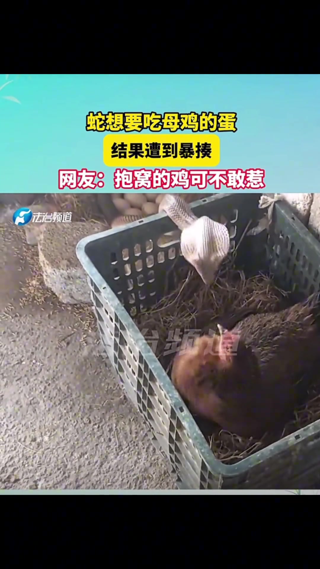 蛇要吃母鸡的蛋，结果遭到暴揍
