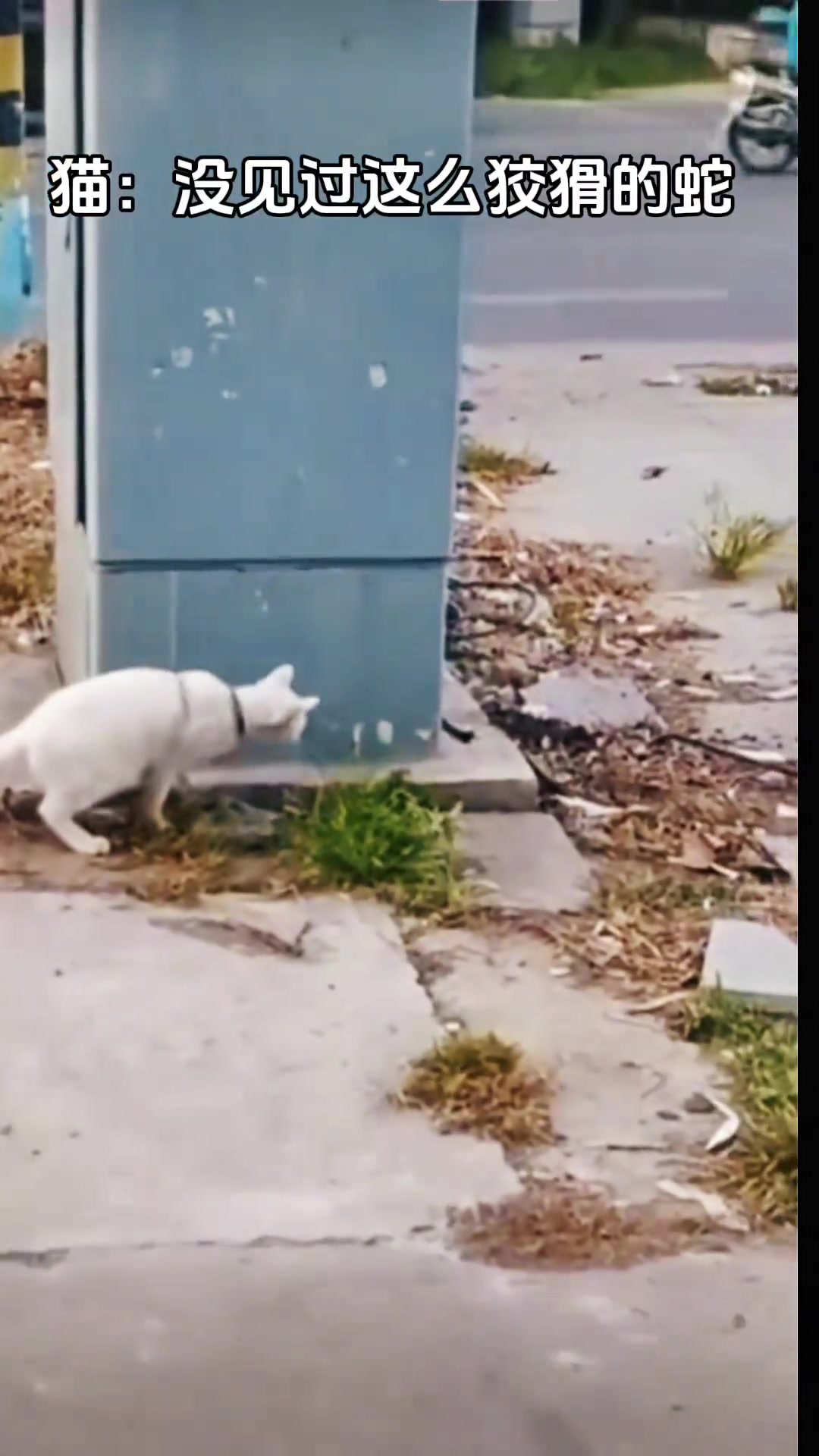 猫：没见过这么狡猾的蛇