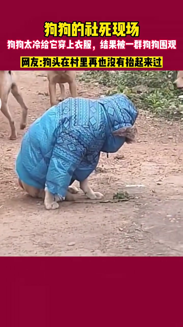 狗狗的社死现场