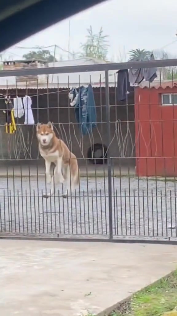 二哈从不让人失望