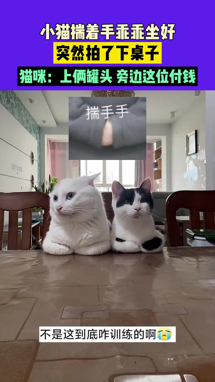 猫小二上酒