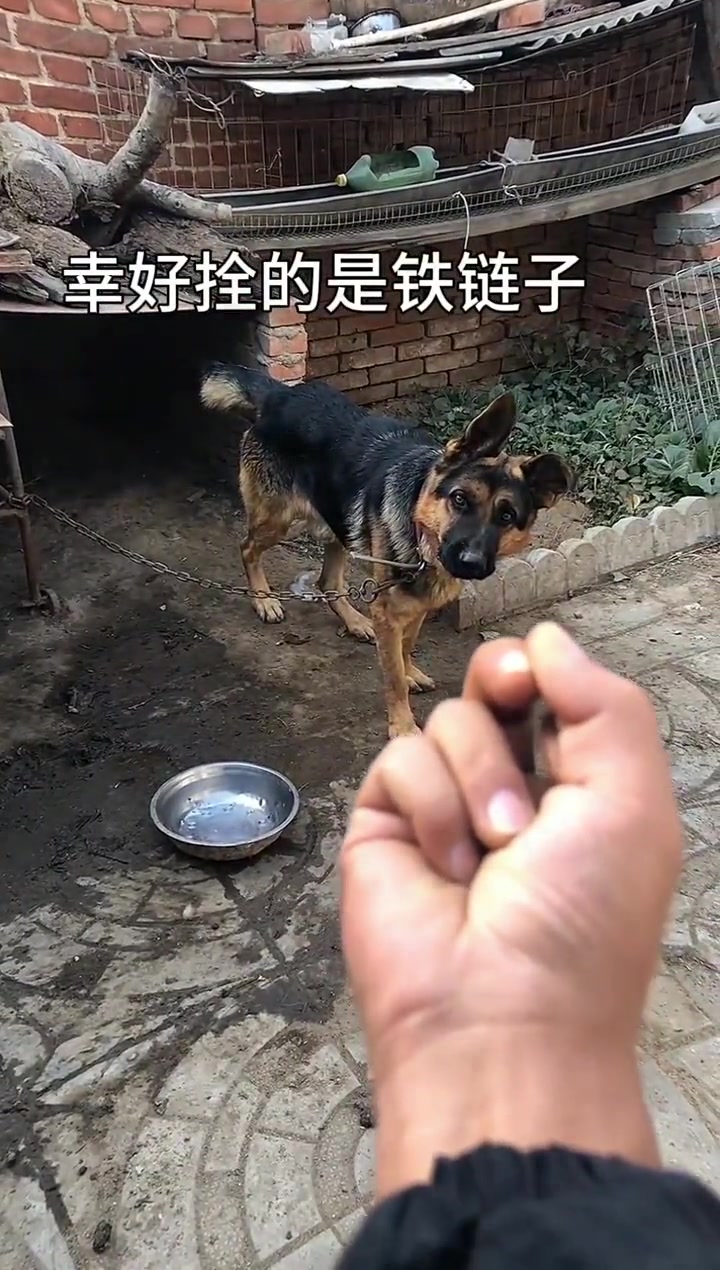 它吃过这个中指的亏