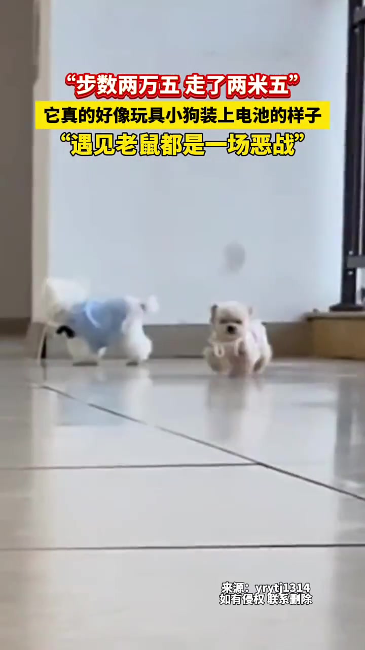 遇到耗子都是一劫