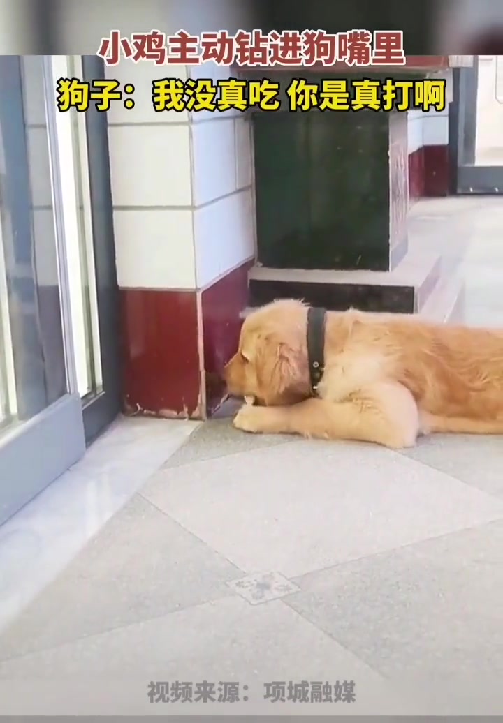 狗子：我没真吃你是真打啊