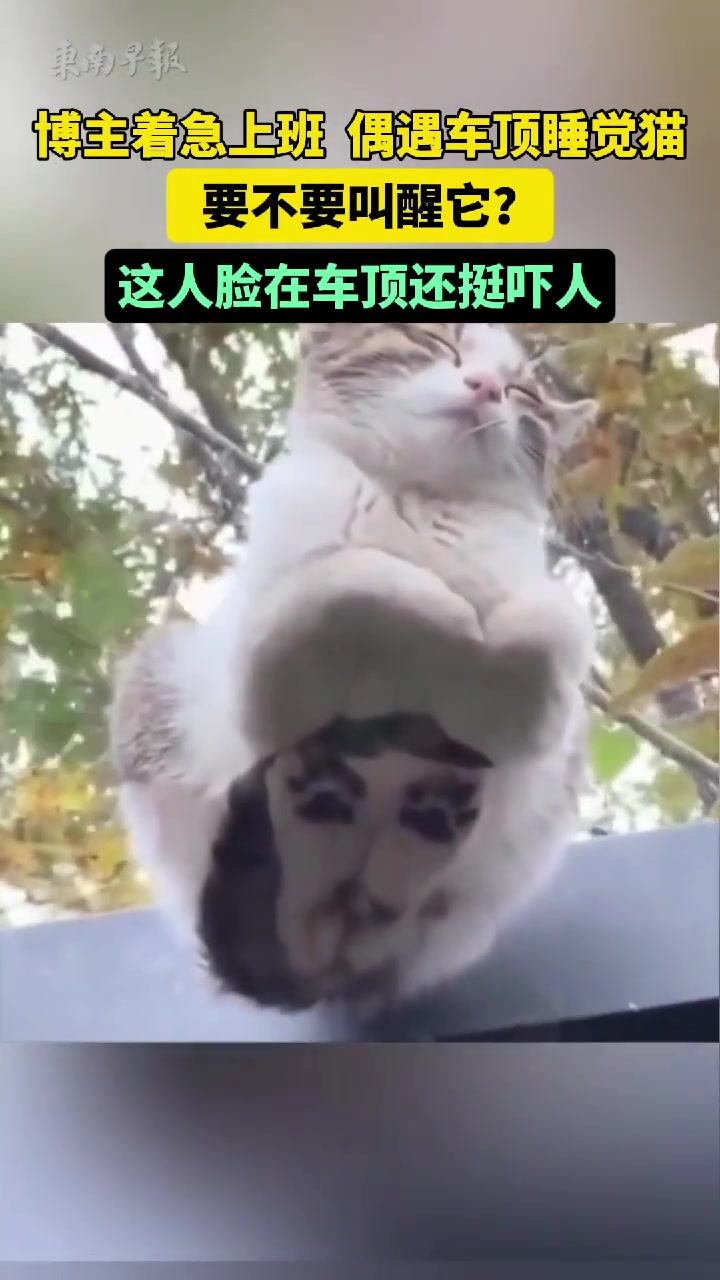着急上班偶遇车顶睡觉猫，要不要叫醒它这人脸在车顶还挺吓人