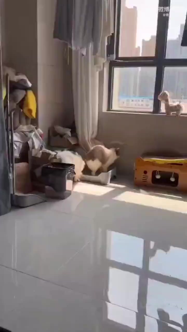 如何防止狗吃猫，是每个混养家庭必须面对的问题