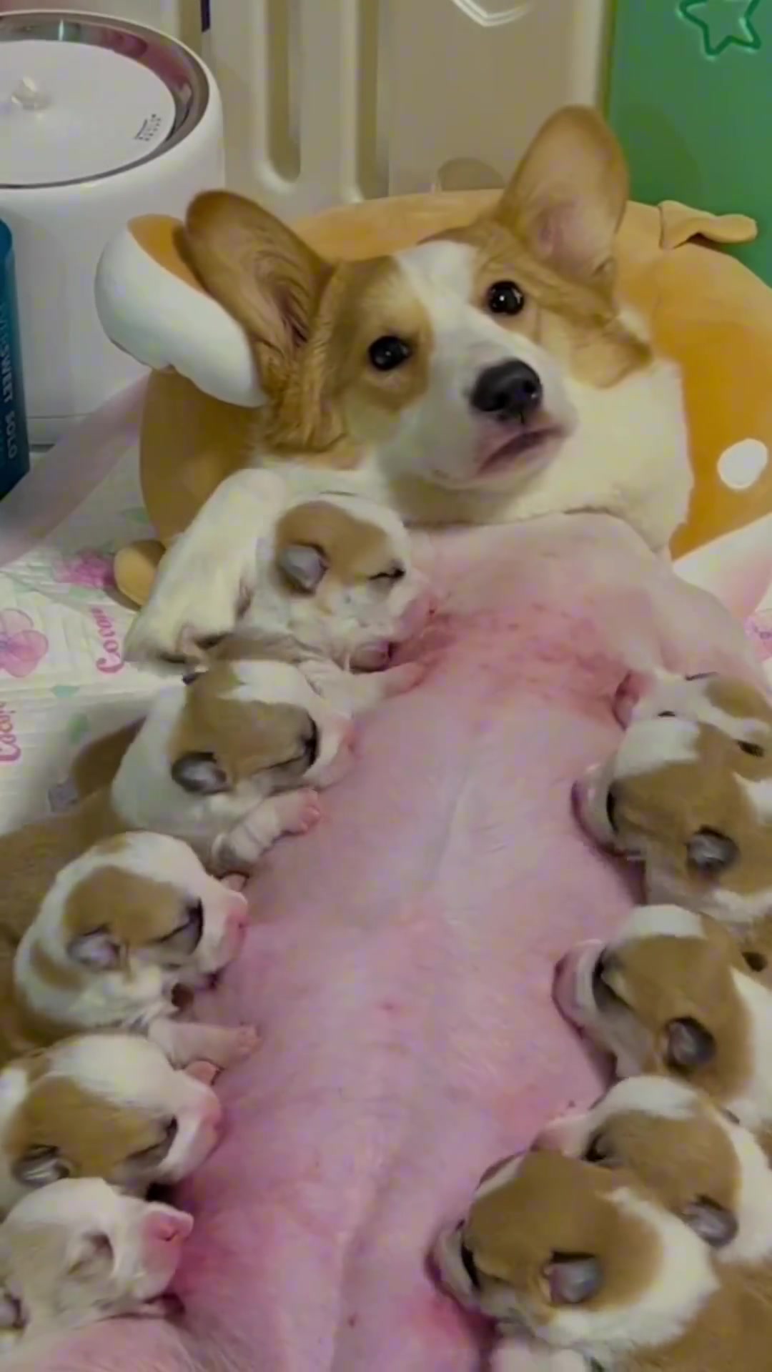 狗妈妈：俺要自闭了