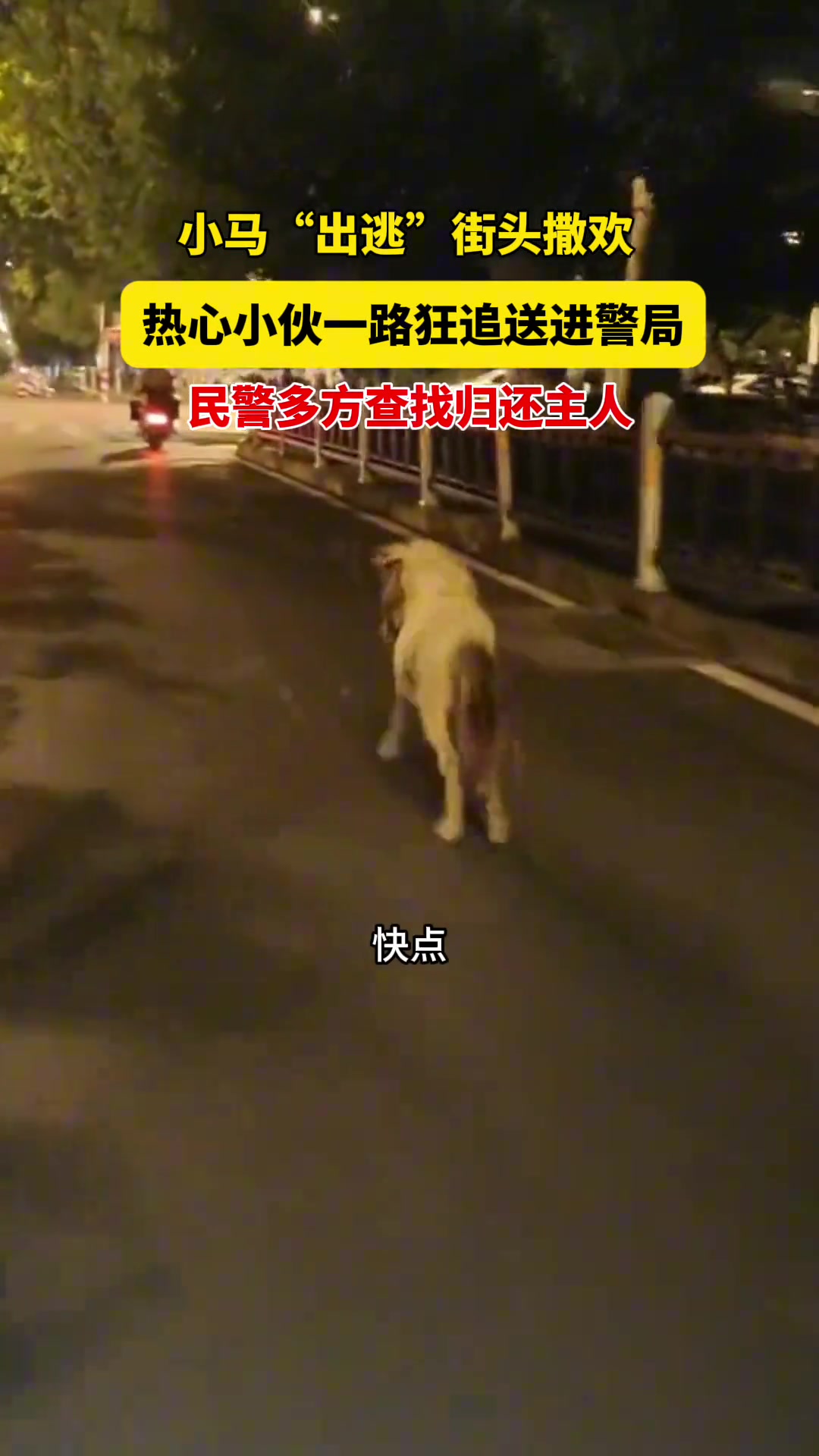 街头惊现“出逃”小马，民警多方查找归还主人！