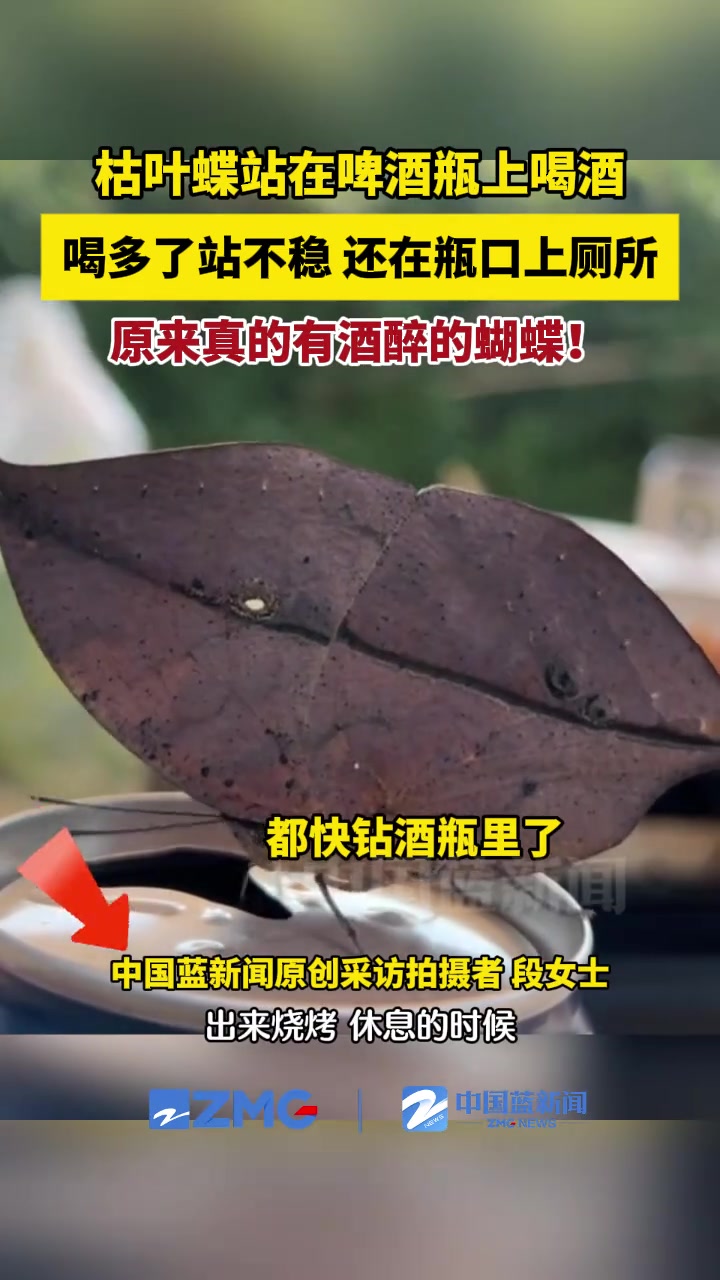 起猛了！看到酒醉的蝴蝶了！还在瓶口上厕所