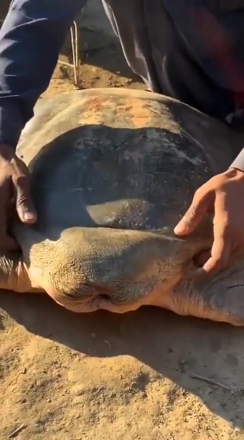 这就是传说中的缩头乌龟