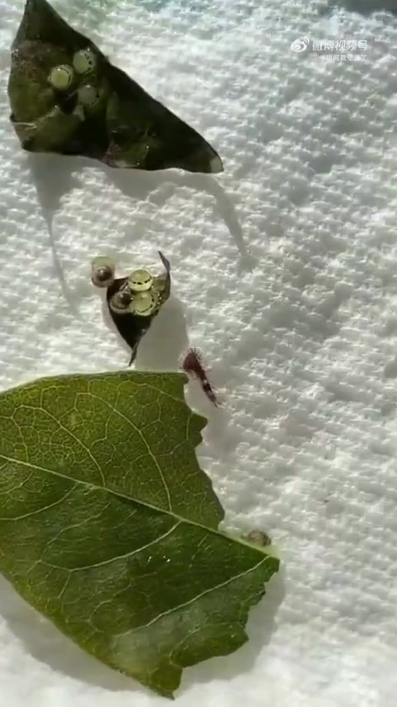 毛毛虫变态成蝴蝶，感觉是我目前看到的最神奇的事情