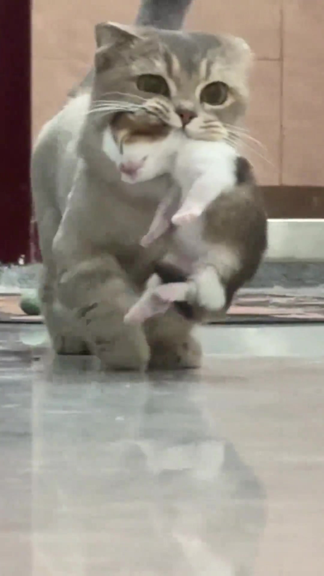 猫出个门给主人叼了个孩子回来
