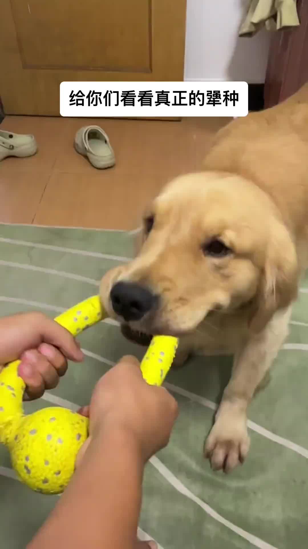 真正的犟种诞生了！