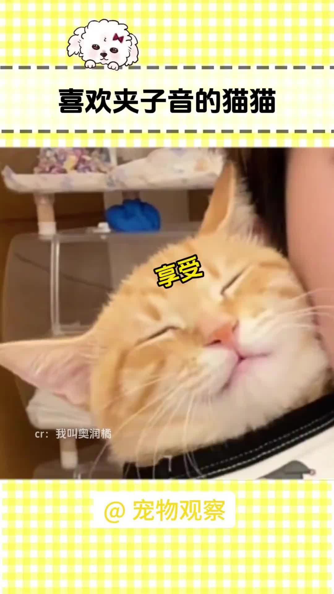 听到夹子音瞬间温柔的猫猫实在太可爱啦