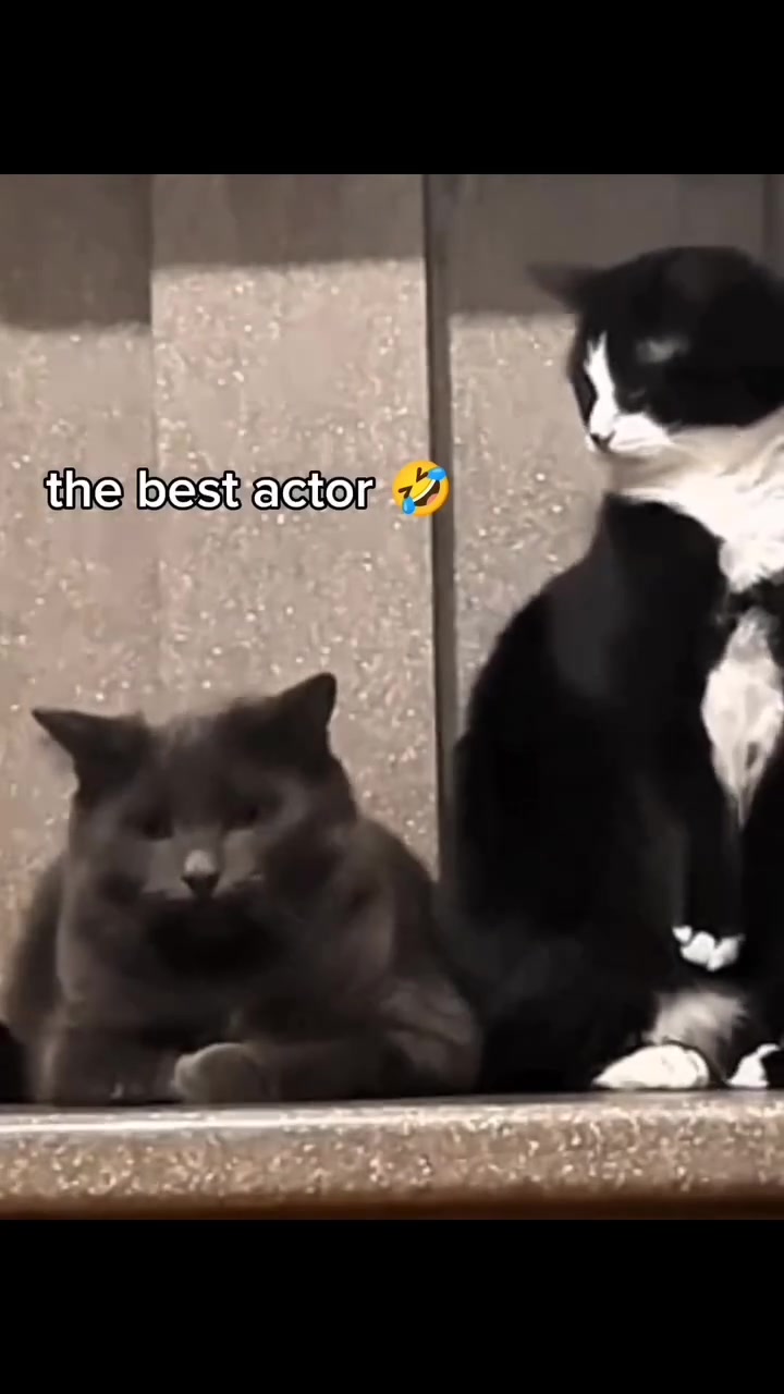 这只猫猫好像在什么表演学院进修过