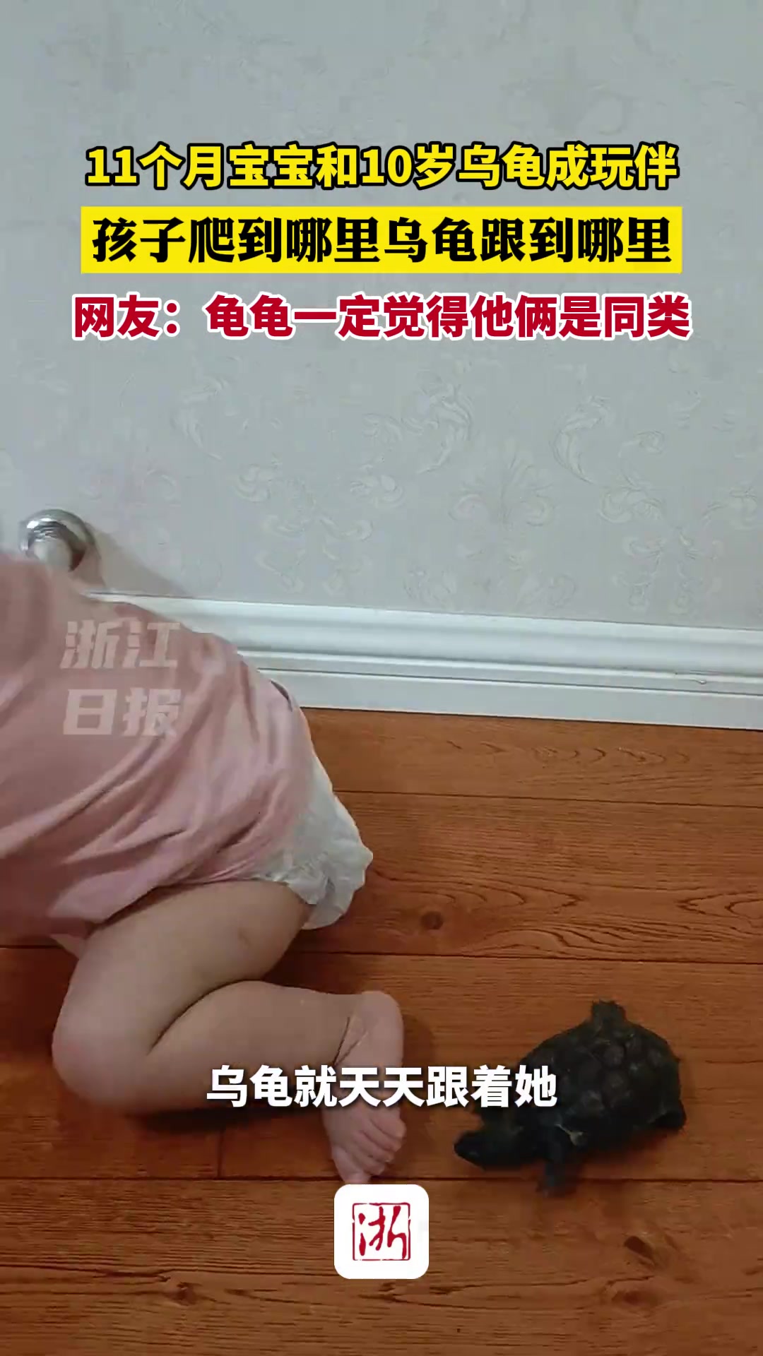 11个月宝宝和10岁乌龟成玩伴，龟龟一定觉得他俩是同类！