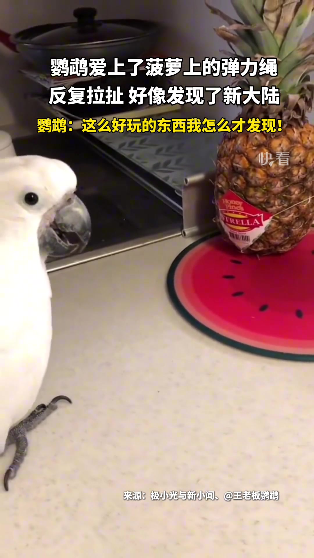 鹦鹉：咦这么好玩的东西我怎么才发现！