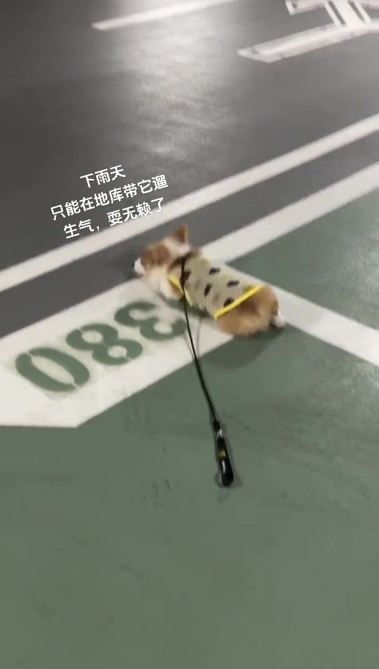 老铁你这是要碰瓷吗