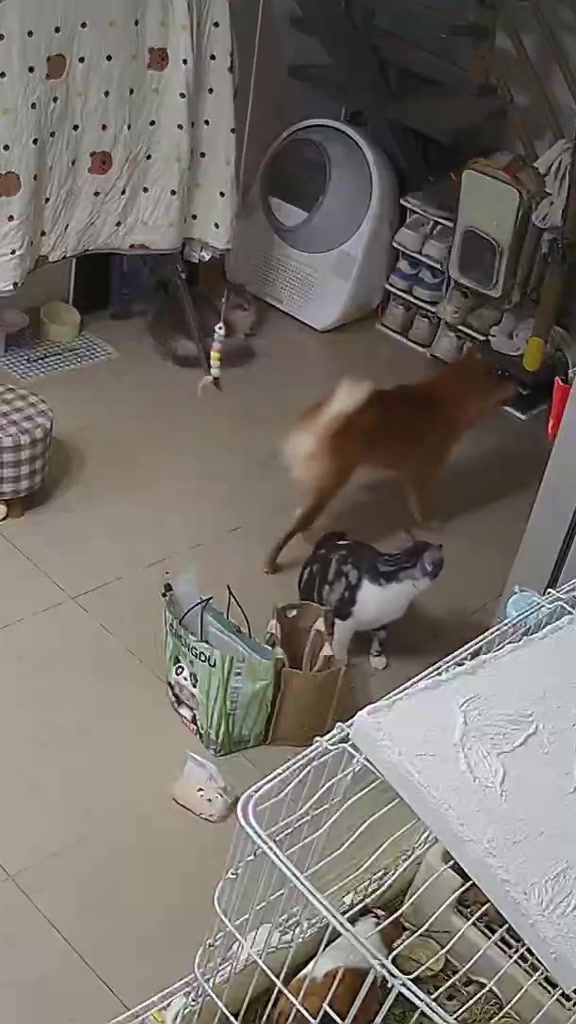 狗那咋了，顺脚的事