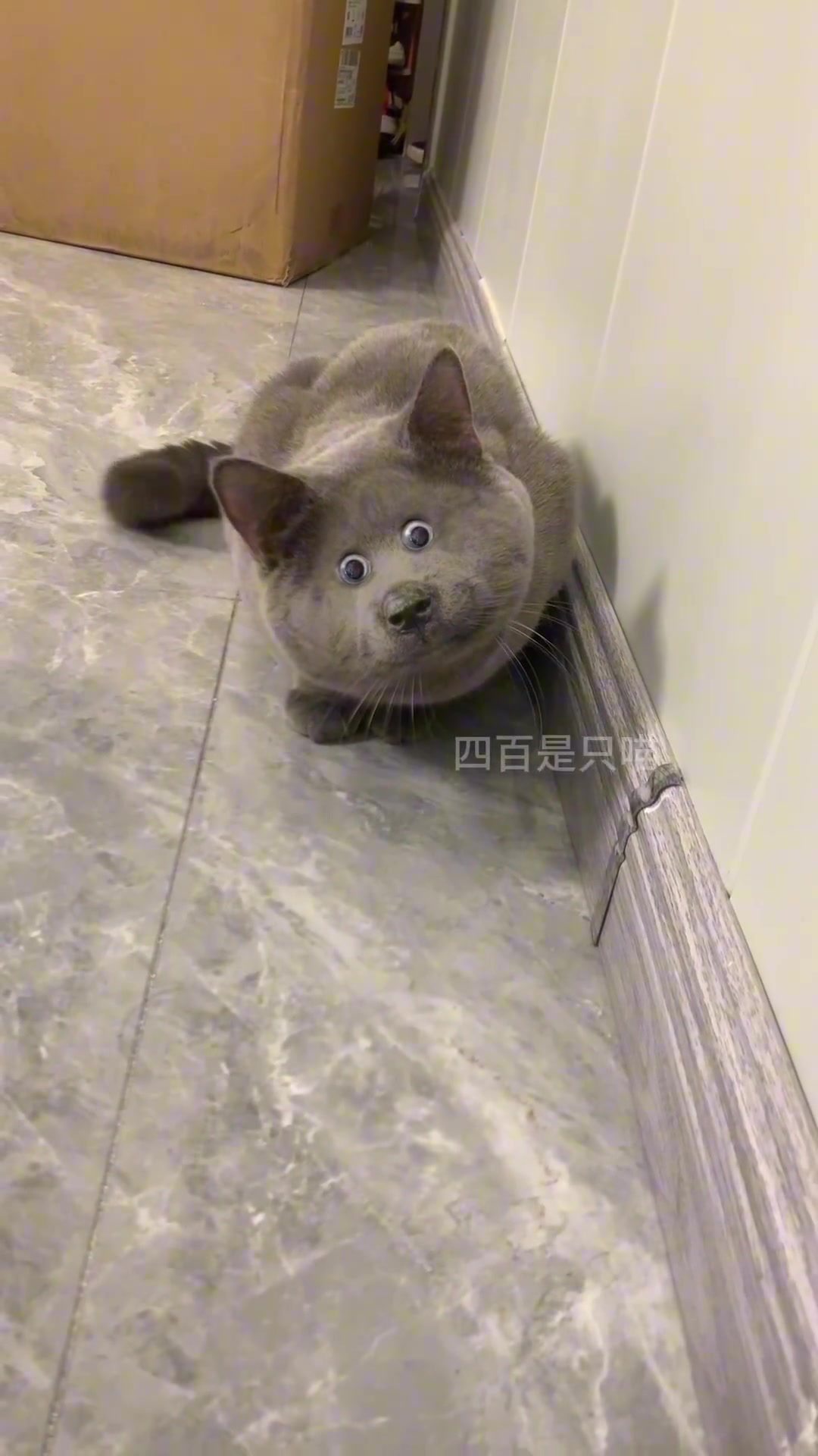长得可爱我不一定推荐，但长成焦太郎我必须推荐！